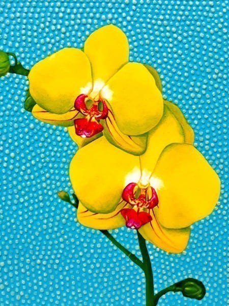 Orchidea 600 progress2