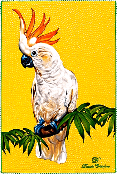 Cacatua 600 progress 4 1